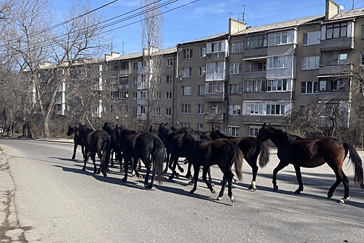 Кисловодск заполонили стада безнадзорных коров и табуны лошадей