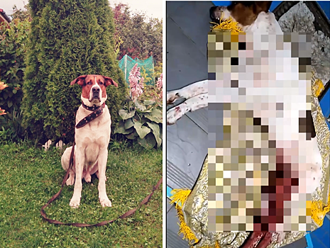 В Кимрах отказались возбуждать уголовное дело по факту страшной гибели хозяйского пса Денни