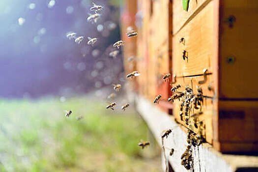 В России создали систему для предсказания разделения пчелиного роя на два