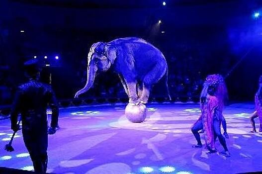 Слоны-рекордсмены из России выступят в Нур-Султане (Видео)