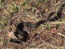 На Куршской косе проснулись гадюки