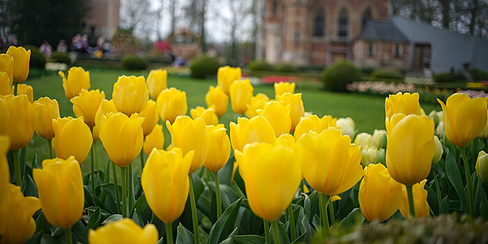 Под Брюсселем открылась международная выставка цветов