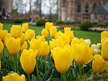 Под Брюсселем открылась международная выставка цветов
