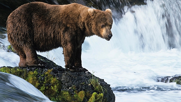 Медведь-турникмен объявился в России