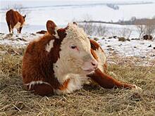 В Самарской области внедряется эффективная модель взаимодействия науки и агропроизводства