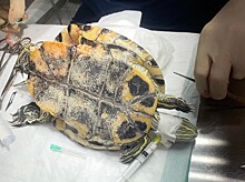 Красноухая черепаха стала пациентом ветклиники в Канавинском районе