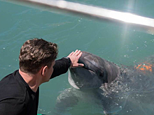 Дельфин поможет раскрыть преступление