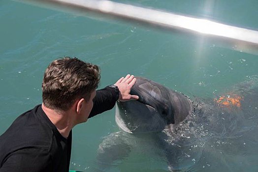 Дельфин поможет раскрыть преступление