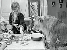 Львы в ста квадратных метрах городской квартиры! Как сложилась судьба семьи Берберовых после попытки «одомашнить» хищников