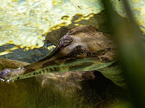 Краснокнижные крокодилы поселились в "Москвариуме" на ВДНХ