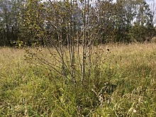 В Тверской области нашли 376 гектаров сельхозземель, доведенных до непригодного состояния