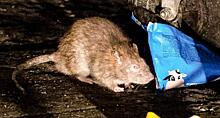 «Тиф, чума, бешенство»: кто разводит крыс в Миассе