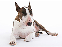 Марк Джейкобс посвятил собаке книгу фотографий