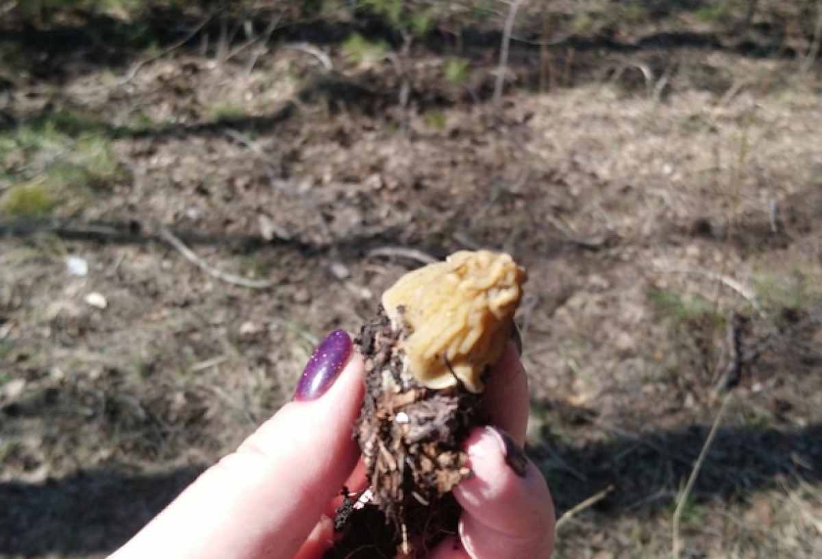 Сезон открыт: в омских лесах появились первые грибы