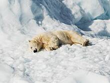 Удмуртский зоопарк показал купание белой медведицы в снегу