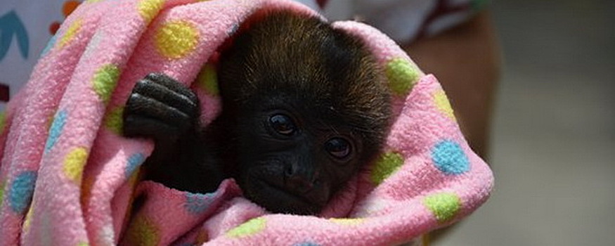 Около 130 обезьян осмотрели подмосковные ветеринары в 2020 году