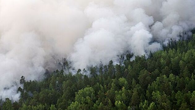 В России изучили историю лесных бедствий за 260 лет
