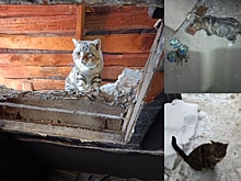 «Его сказали убрать»: в Благовещенске ищут дом для кота, который живет в сгоревшем доме