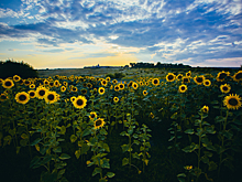 Аграрии России перевыполнили план по севу подсолнечника на 5%