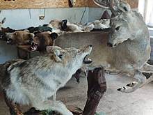 Таксидермист из Новосибирска признался, что отрицательно относится к созданию чучел из питомцев