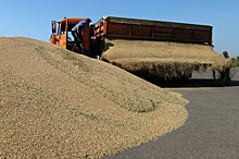 В Минсельхозе прокомментировали сообщения о дефиците качественной пшеницы