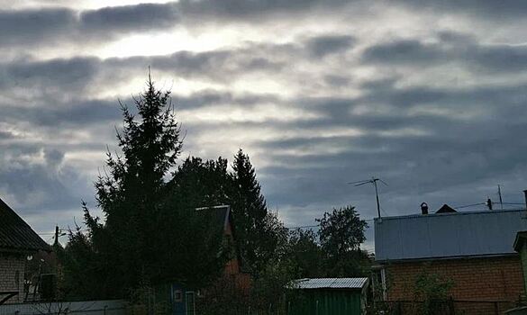 Как укрыть деревья и кустарники на зиму – 5 важных моментов завершения сезона