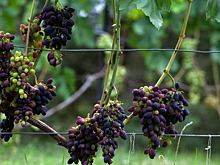 По советам опытных садоводов: как укрыть виноград на зиму