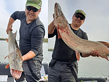 Метровой щукой на 13 кило похвастался рыбак из Новосибирска