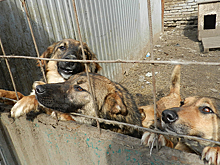 Собачья надежда. Появится ли у бездомных животных Уфы свой дом?