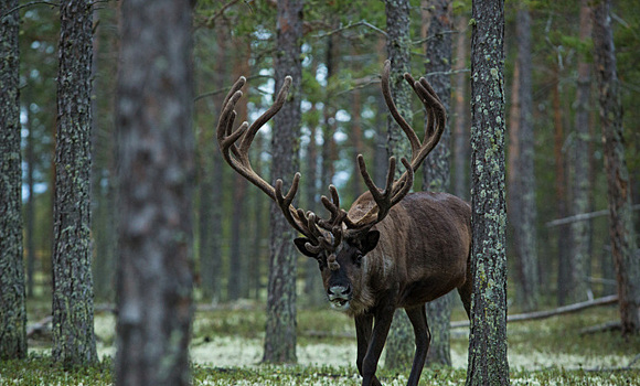 Минприроды подняло цены на российских зверей в 400 раз