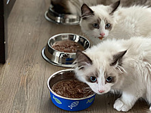 Купить меньше, заплатить столько же: паучи с питанием для кошек Felix стали меньше