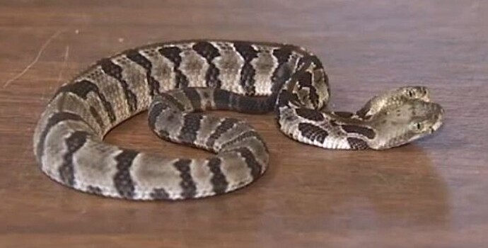 В США обнаружена редкая двуглавая змея