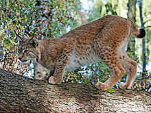 На Урале спасатели сняли с дерева рысь