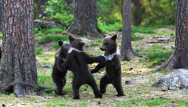 Танцуют все! Мужчине удалось заснять трио танцующих медвежат. Глядя на них нельзя не улыбнуться
