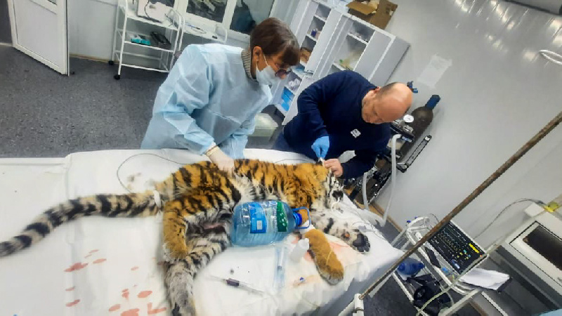 В Приморском реабилитационном центре выхаживают осиротевшего истощённого тигрёнка