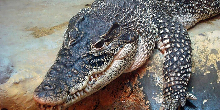 Первый в Эмиратах парк крокодилов открыли в Дубае