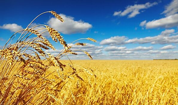 Урожай зерна в России в 2017 г. превысит 100 млн тонн