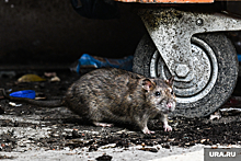 В Кудымкаре власти объявили о планах по истреблению крыс и мышей