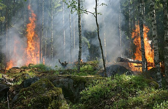 В Томской области загорелись более 1 000 га леса