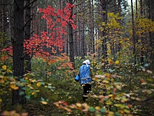 Сбор зимних опят продлится в Подмосковье до конца февраля