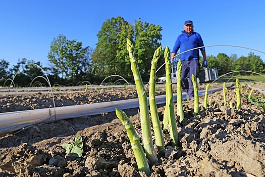 В Северной Осетии решили сделать спаржу визитной карточкой региона
