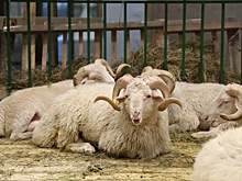 Волгоградские овцеводы поучаствовали в выставке скота на Ставрополье