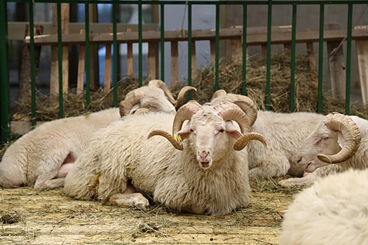 Волгоградские овцеводы поучаствовали в выставке скота на Ставрополье