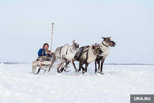 В ЯНАО появилась вакансия оленевода