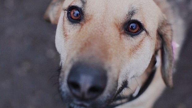 В Подмосковье колл‑центр по вопросам безнадзорных собак перейдет в систему‑112