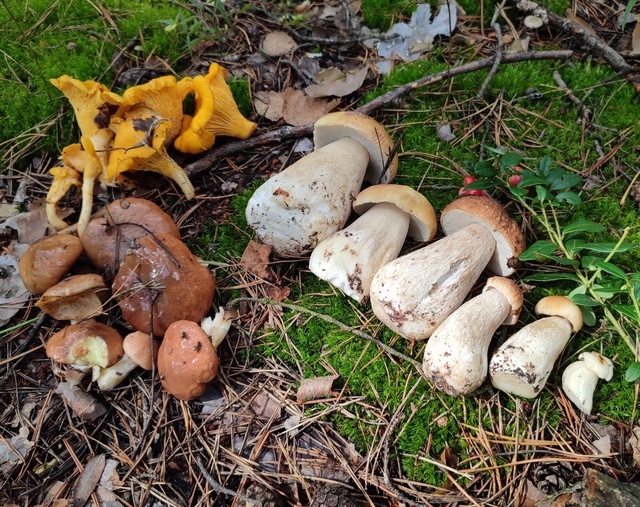 После дождей в лесах Нижегородской области пошли грибы