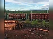 Рост объемов экспорта необработанного леса отмечен в России