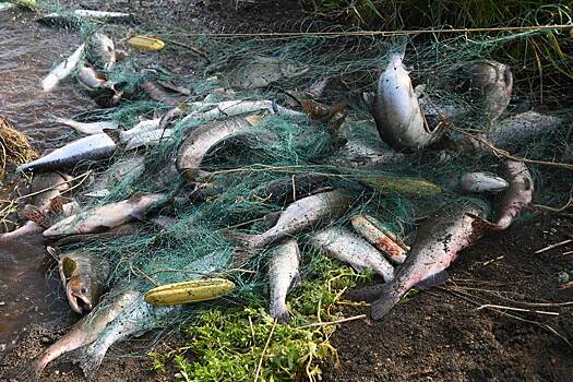 Названа причина снижения вылова рыбы в России