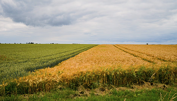В Новосибирской области восстановят плодородие почти 300 гектаров сельхозземель