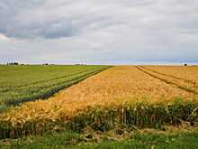 В Новосибирской области восстановят плодородие почти 300 гектаров сельхозземель